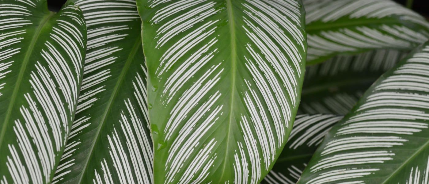 Anatomie d&rsquo;une feuille de calathea : nervures, mouvement et coloris expliqués