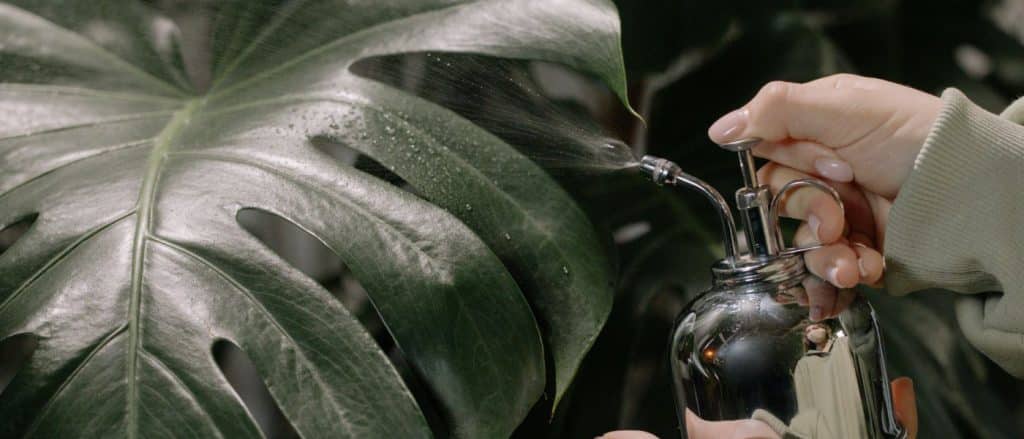 Bien réussir l&rsquo;arrosage de son monstera