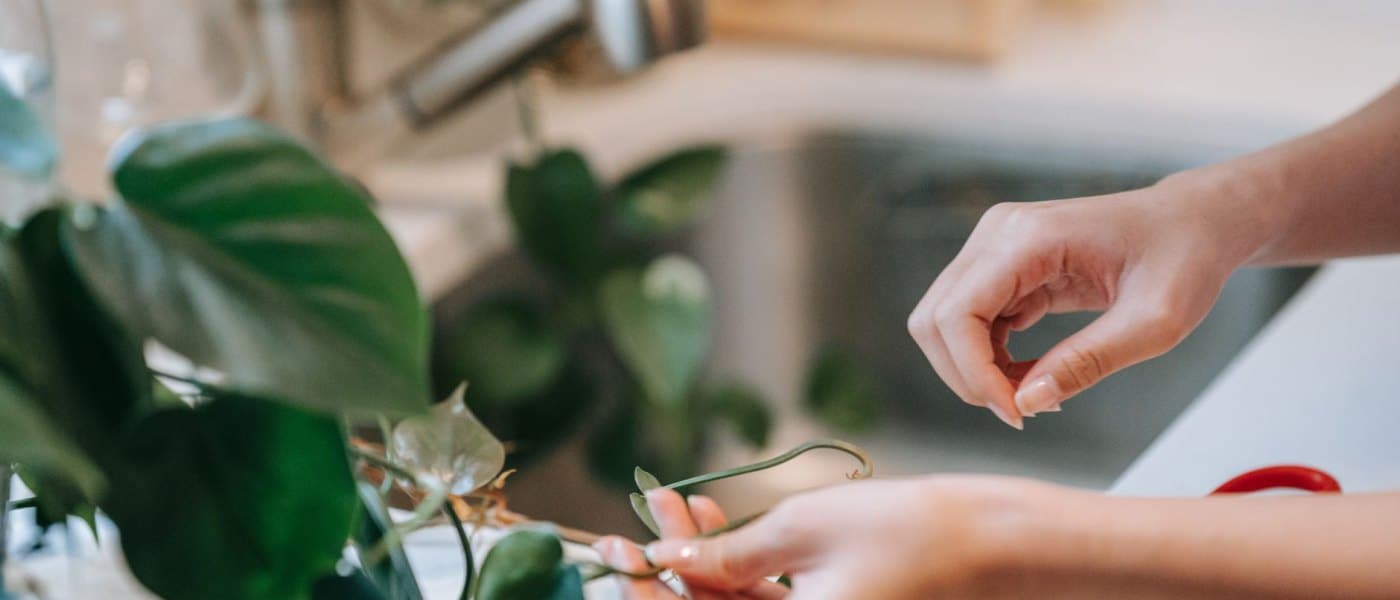 Bouturer un philodendron : la méthode simple pour multiplier ses plantes