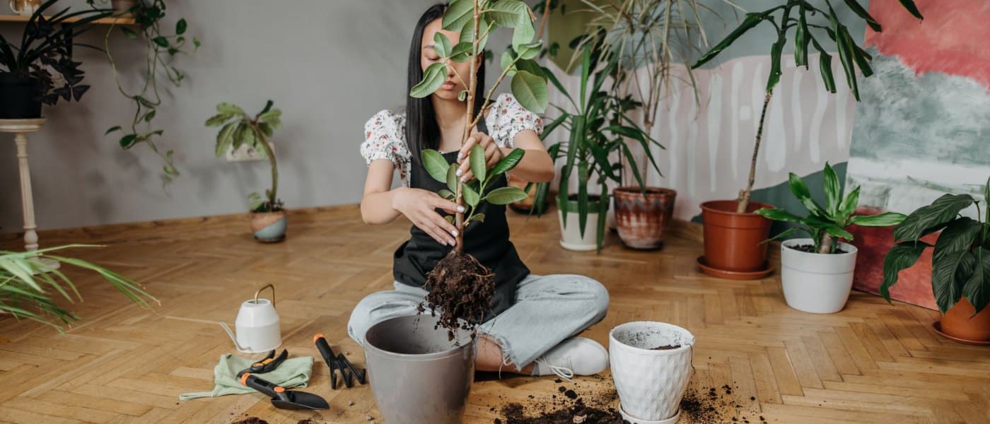 Engrais : quand et comment nourrir ses plantes d&rsquo;intérieur