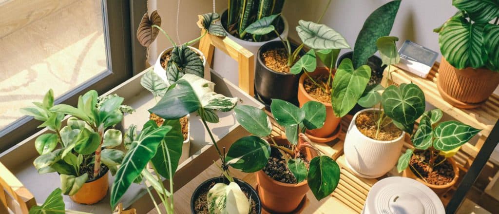 Comprendre les besoins d&rsquo;humidité des calathea