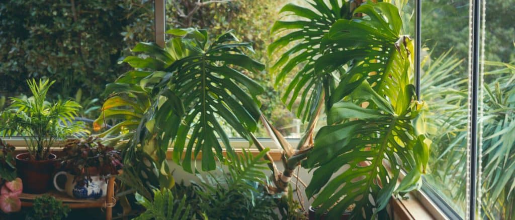 Créer une jungle intérieure dans un petit appartement