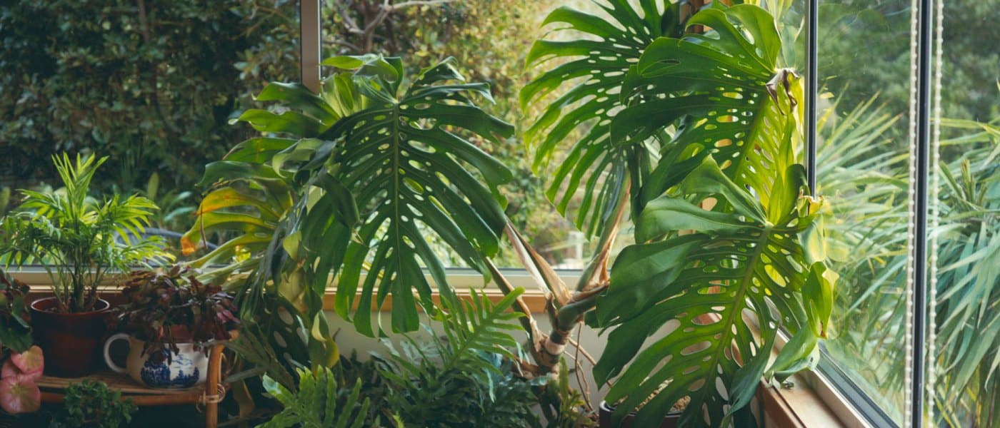 Créer une jungle intérieure dans un petit appartement