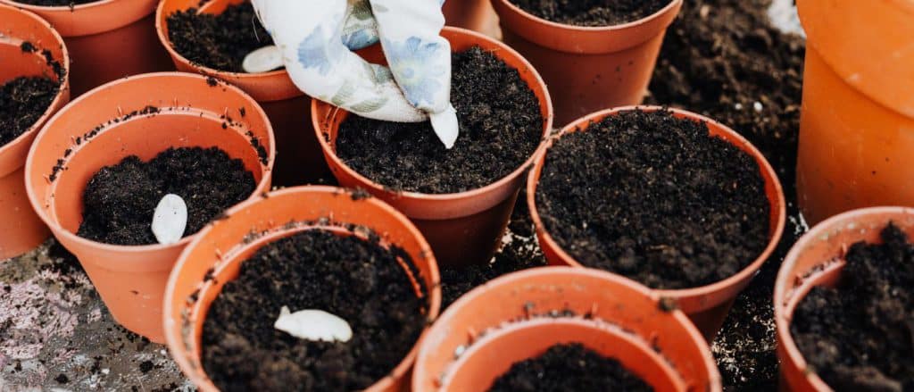 Bien composer un terreau pour plantes tropicales